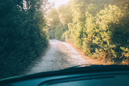 vehicle travelling on dirt road between forest during daytime thumbnail