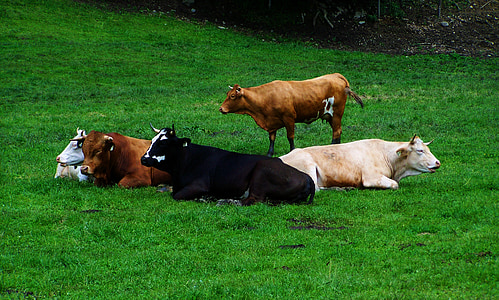 five brown, black, and beige cattle on green grass field thumbnail