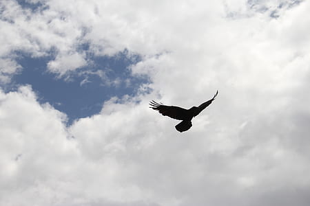 flying bird in the sky thumbnail