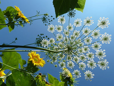 low angle-view of petaled flowers thumbnail