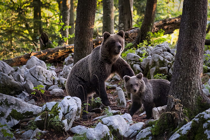 two brown polar bears besides trees