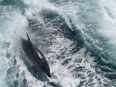 dolphin jumping out of sea thumbnail