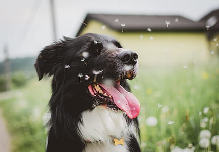 adult black and white border collie sitting next to dandelion field thumbnail