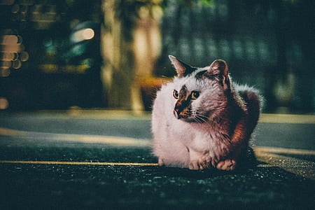 white cat sitting on concrete road thumbnail