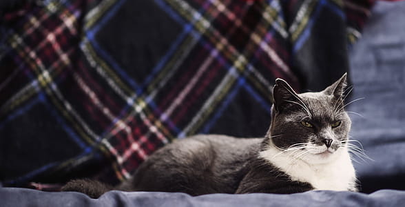 Cat Resting On Sofa Photo thumbnail