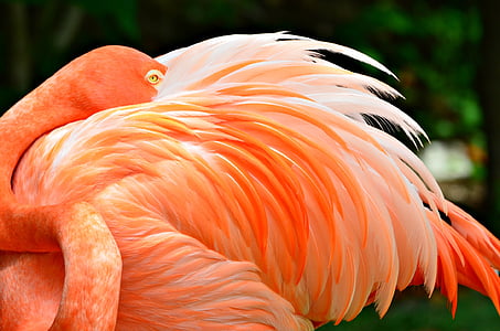 pink flamingo in close-up photography thumbnail