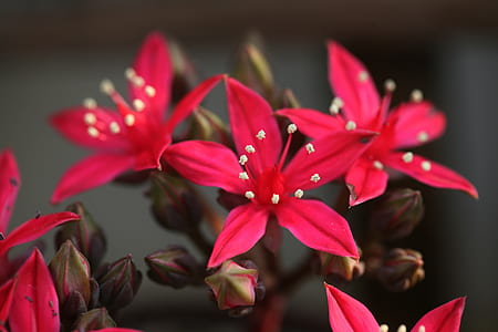 selective focus photography of red petaled flowers thumbnail