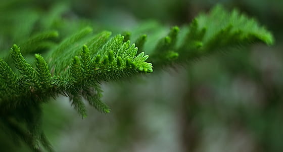 green leaf thumbnail