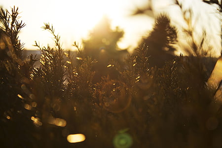 photo of trees during sunrise thumbnail