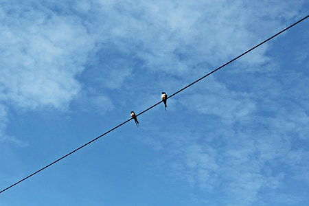 two birds on black wire during daytime thumbnail