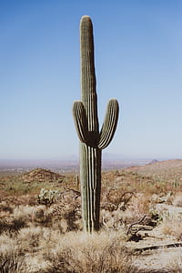 photo of cactus plant thumbnail