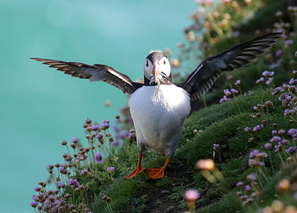 selective focus photo of Atlantic puffin thumbnail