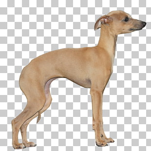 7 Longhaired Whippet Png Cliparts For Free Download Uihere