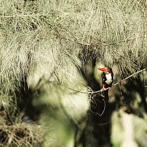 red beak bird near trees thumbnail