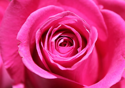 pink rose thumbnail