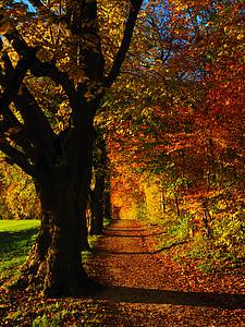 yellow leafed trees thumbnail