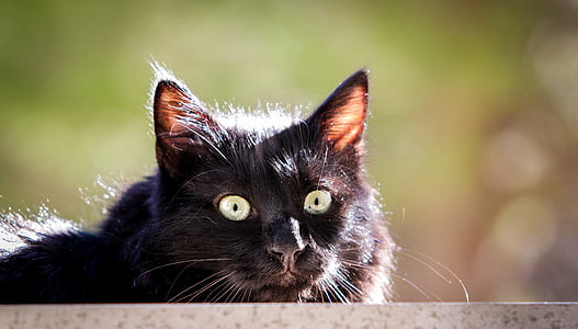 black haired cat thumbnail
