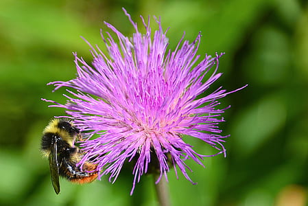 selective focus photography of bumblebee perched on purple petaled flower thumbnail