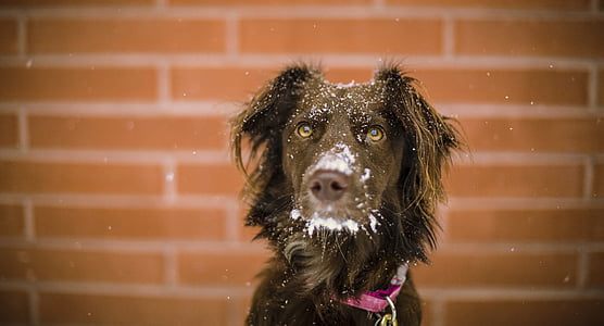 close-up of medium-coated black dog on outdoors thumbnail