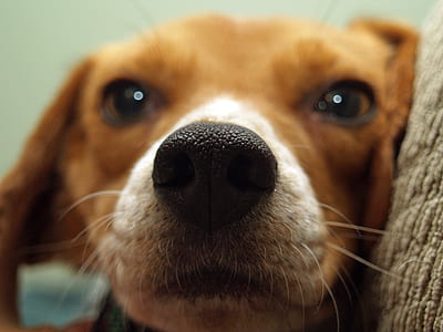 animal, dog, pet, cute thumbnail