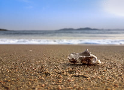 brown shell on sand thumbnail