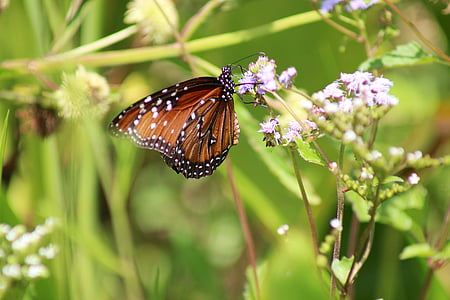 selective focus photography of queen butterfly perching on purple flower thumbnail