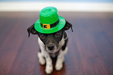 shallow focus photography of short-coated black and white puppy with green hat thumbnail