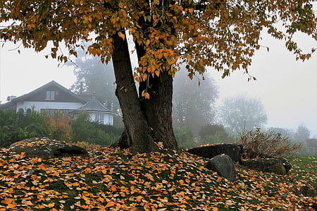 photo of brown leafed tree thumbnail