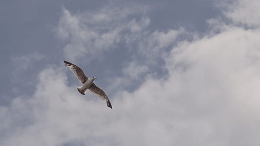 seagull in flight under blue sky thumbnail