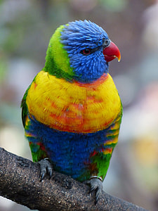close up photography of Rainbow Lorikeet thumbnail