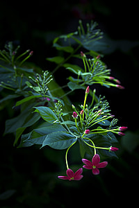 Quisqualis Indica, Combretum Indicum thumbnail
