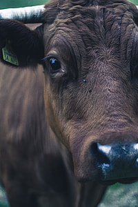 close up photo of black coaw thumbnail