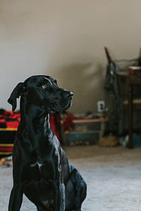 adult black great dane sitting on floor thumbnail