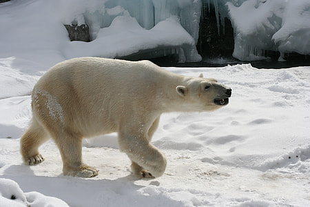 polar bear walking on snow thumbnail