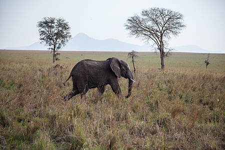 black elephant walking on safari thumbnail