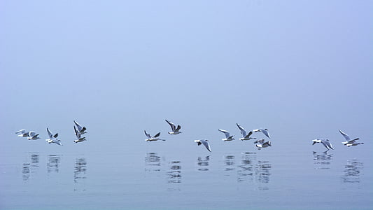 reflection of flying birds on calm water thumbnail