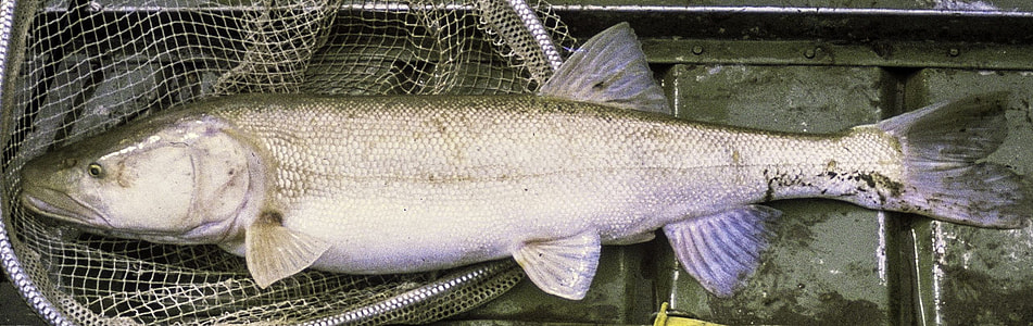 Colorado pikeminnow - Ptychocheilus lucius thumbnail