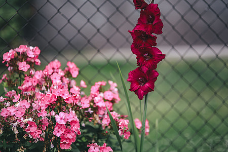 Flowers, fruits and vegetables in the garden thumbnail