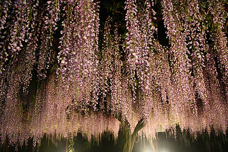 brown and green tree with flower in bloom at night time thumbnail