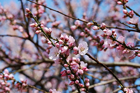 flowers on tree thumbnail