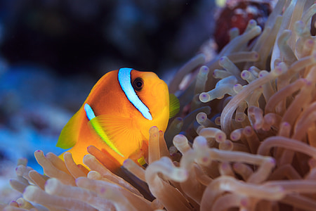 clown fish thumbnail
