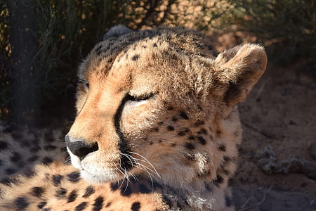 close up photography of adult Cheetah at daytime thumbnail