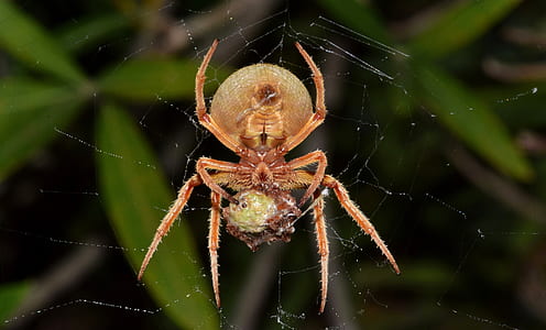 selective focus photography of brown barn spider on web thumbnail
