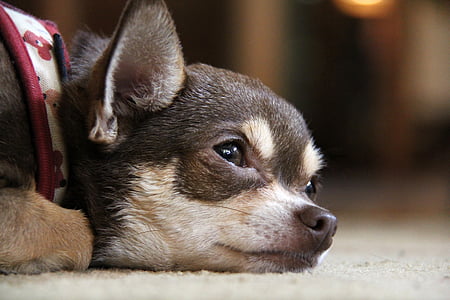 selective focus photography of black chihuahua thumbnail