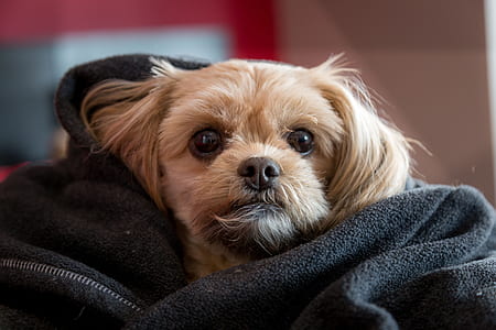 dog wrap by garment thumbnail