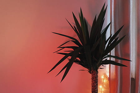 green leafed plant beside curtain thumbnail