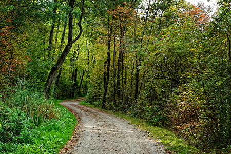 road between green leafed trees during daytime thumbnail