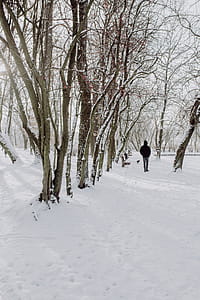 Wintery Park thumbnail