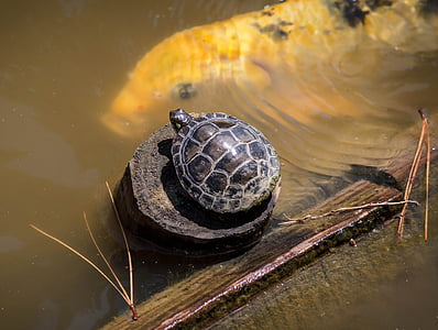 photo of black turtle on brown wood surrounded by water thumbnail