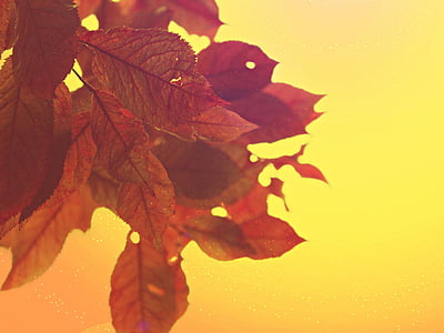 red leaves wallpaper thumbnail